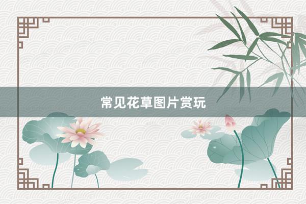 常见花草图片赏玩